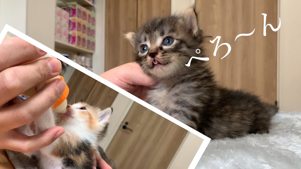 〈6猫のミルク〉6猫はパパが担当？！あげるのは不慣れだけど飲む方はもうベテラン★4日目〈保護猫〉～Kitten growth record～