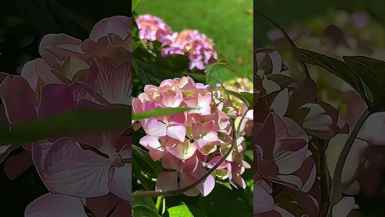 Video de El Solcito, Chascomús