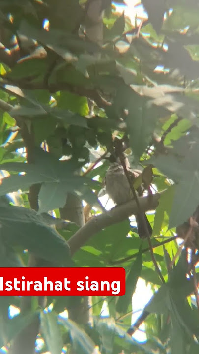 kutilang sedang beristirahat di pohon jarak