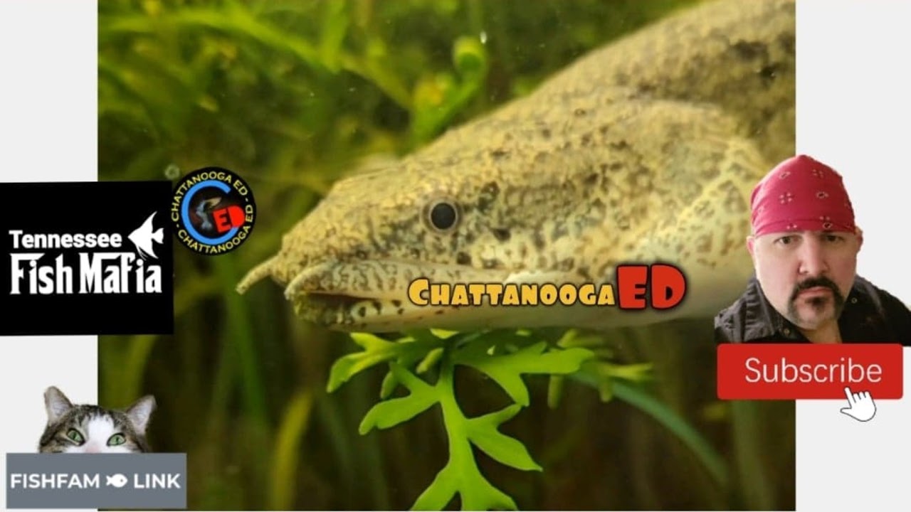 Chattanooga Ed  no show