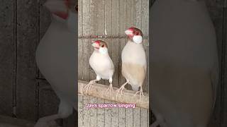 Beautiful Java Sparrow Singing 🐦