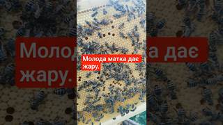 що робить молода бджоломатка #bee #бджоли