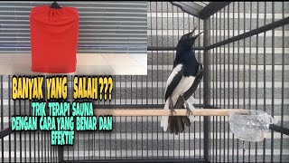 Terapi sauna untuk menaikan emosi dan mental figter burung kacer dengan baik dan benar