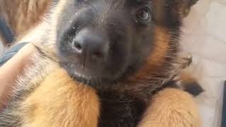 Male and Female German Shepherd Puppies For Sale