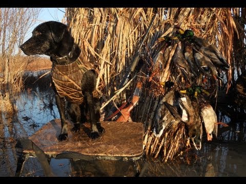 December 2010 Flooded Corn Field Mississippi Duck Hunt 