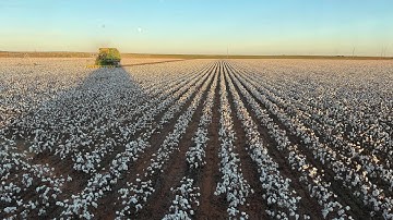 Easy First Day of Cotton Harvest 