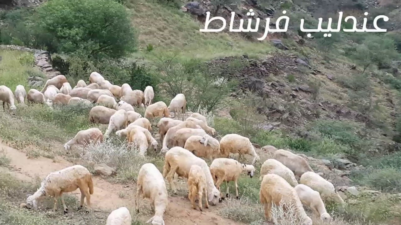 طبيعيه من فرشاط السبت ٨ رمضان ١٤٣٨ الاشتراك في القناه والاعجاب بالمقطع يسعدنا