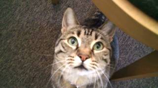 cat amazing eyes - pupils expand when in predator mode :P