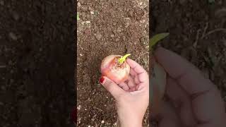 Onion planting #shorts #youtube  #diy #yasmismallworld #garden #plants #gardening