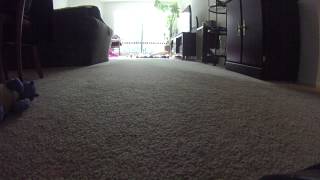Two minutes of post-bath Corgi frenzy