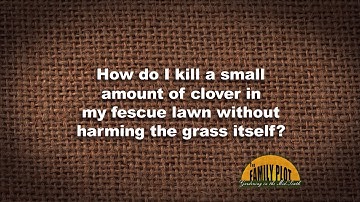 Q&A How to control clover in a lawn