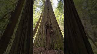 The coastal redwoods love to interconnect. #nature