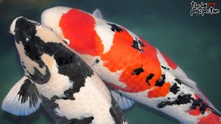 What Surprised Me Most About Buying Koi In Japan