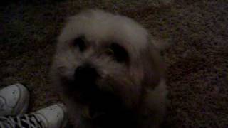 How To Make A Dog Smile