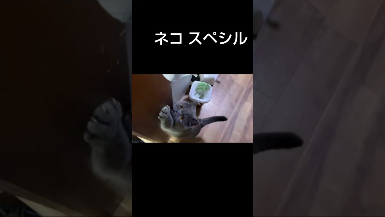 久しぶりのネコ スペシャル めっちゃ可愛い