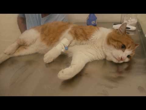 Видео: Почему мы боремся с котом Зингано?