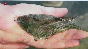 Eén gierzwaluw maakt nog geen zomer