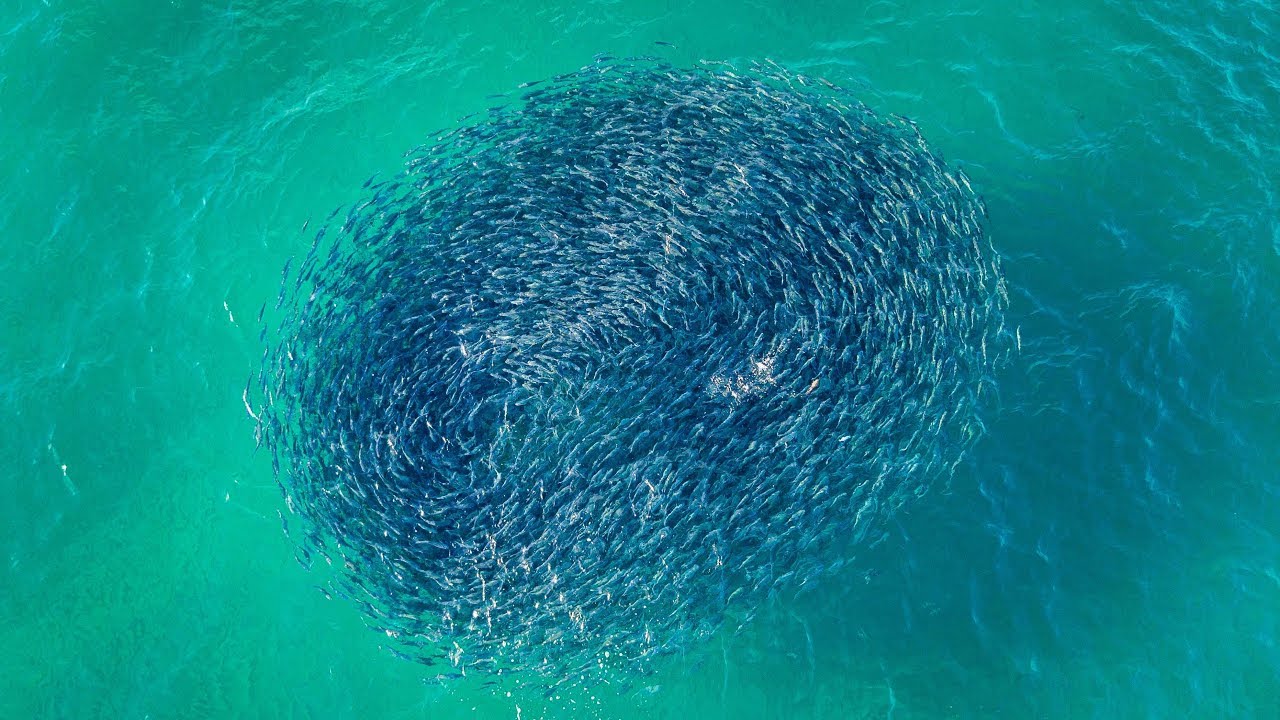 Baitball off Ft Lauderdale Beach Being Attacked by Sharks DRONE