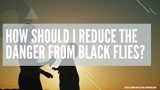 Black Fly Bites on Dogs – How Dangerous Are They Black Flies Dogs