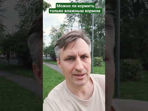 Можно ли кормить кошку влажным кормом