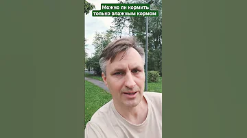 Можно ли кормить кошку влажным кормом