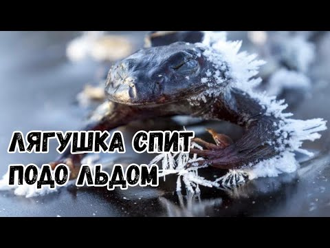 Лягушка превращается в ледышку