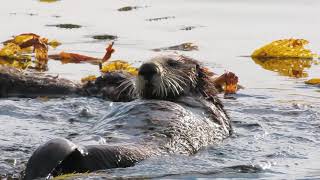 Beautiful Sea Otter Mom grooming, with her little pup right next to her, Monterey Bay near shore.