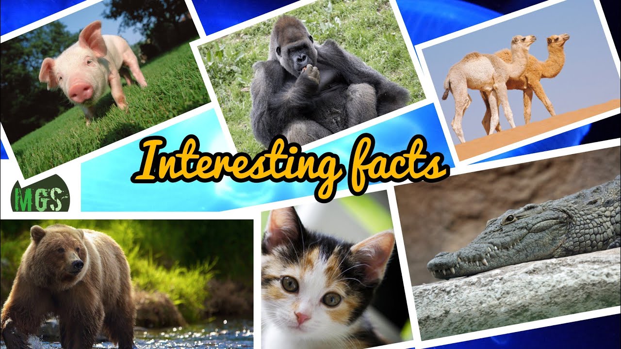 Cats, Crocodiles, and Canines: More Intriguing Animal Facts