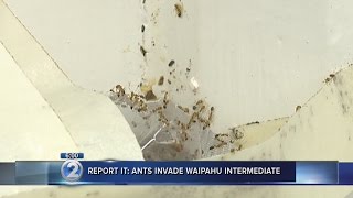 Ants Bite Students, Destroy Equipment At Waipahu Intermediate