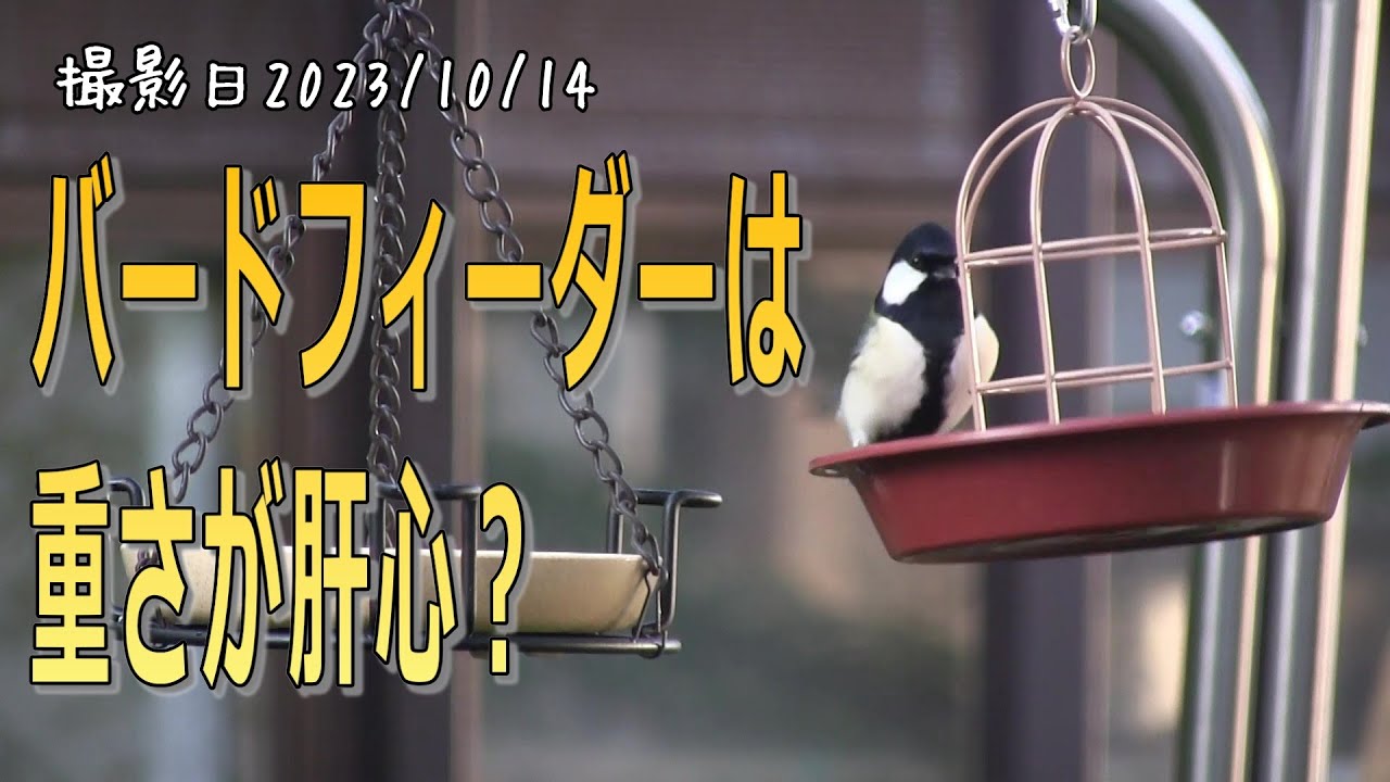 鳥たちが使いやすいバードフィーダーとは？【シニアの野鳥観察】 - YouTube