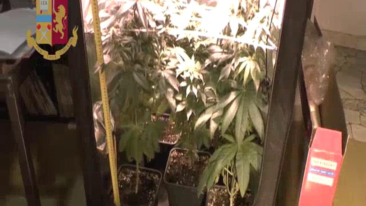 Milano, di giorno fioraio di notte coltivatore di marijuana: la serra allestita in salotto