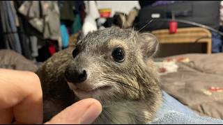 Download lagu Wanna see HYRAX teeth?