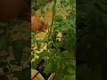 شكل الطماطم بعد شهر من الزراعه