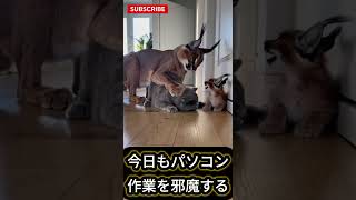 🐱「今日もパソコン作業を邪魔する」 — “Interrupting Work Since Birt #cute #chihuahuafanclub #pets #shorts