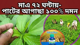 পাটের আগাছা দমন পাটের আগাছা ১০০% দমন হবে - মাএ ৭২ ঘন্টায়