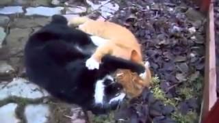 Прикольное видео! Юмор! Дерущиеся коты!Юмор! Прикол! Смех Прикольное видео! Юмор! Дерущиеся коты!Юмор! Прикол! Смех