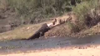 Несколько туристов оказались свидетелями настоящей битвы за добычу между нильским крокодилом и смело