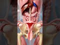 Menstrual Cycle Step by Step Explained
