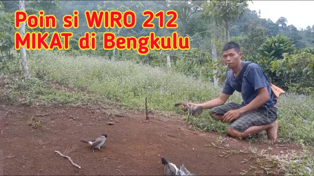 Si WIRO 212 Pikat Kutilang CENGKRAM Poin Mikat di Bengkulu
