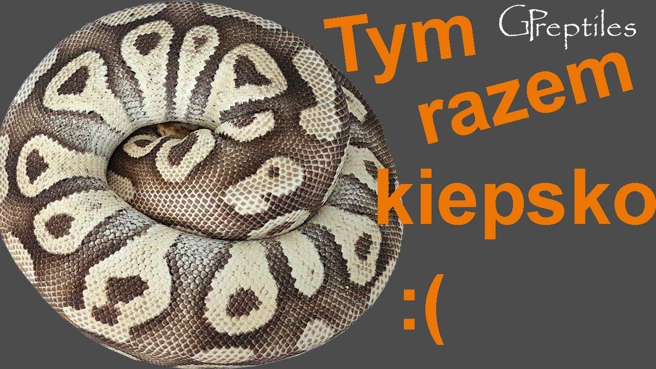 królewskie piwo Najgorszy znios w sezonie 2019 - Firefly Mojave x Pinstripe YB Clown :(