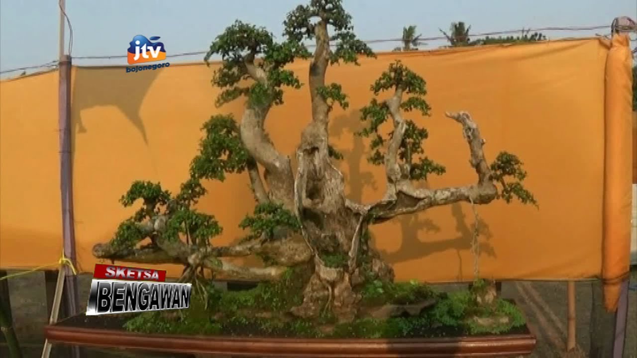 Pameran Bonsai Berusia Ratusan Tahun Sketsa Bengawan YouTube