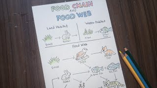 Food Chain & Food Web Drawing | Label Diagram Food Web & Chain