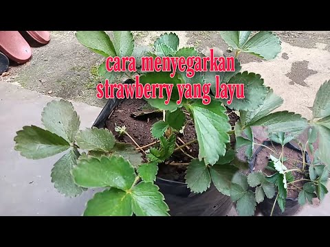 Video: Layu Menegak Strawberi