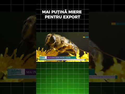 MAI PUȚINĂ MIERE PENTRU EXPORT