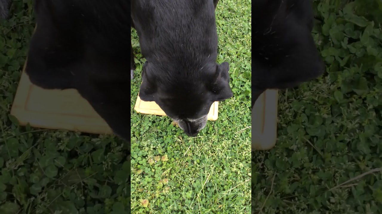 Fatty Eats 4 Slices Of Beef 