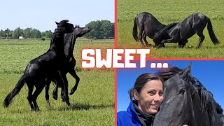 Download Lagu He’s So Sweet… The Colts Play a Lot! | Good Old Johnny \u0026 Sjors | Black and White | Friesian Horses MP3 Download Lagu He’s So Sweet… The Colts Play a Lot! | Good Old Johnny \u0026 Sjors | Black and White | Friesian Horses MP3