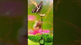 beautiful designers creative work  #beautifulflower #butterfly