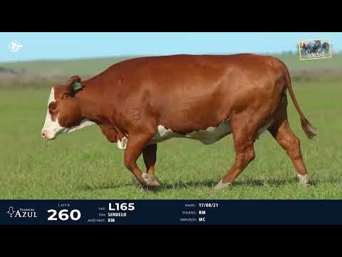 LOTE 260   TAT J149, L165 F Braford
