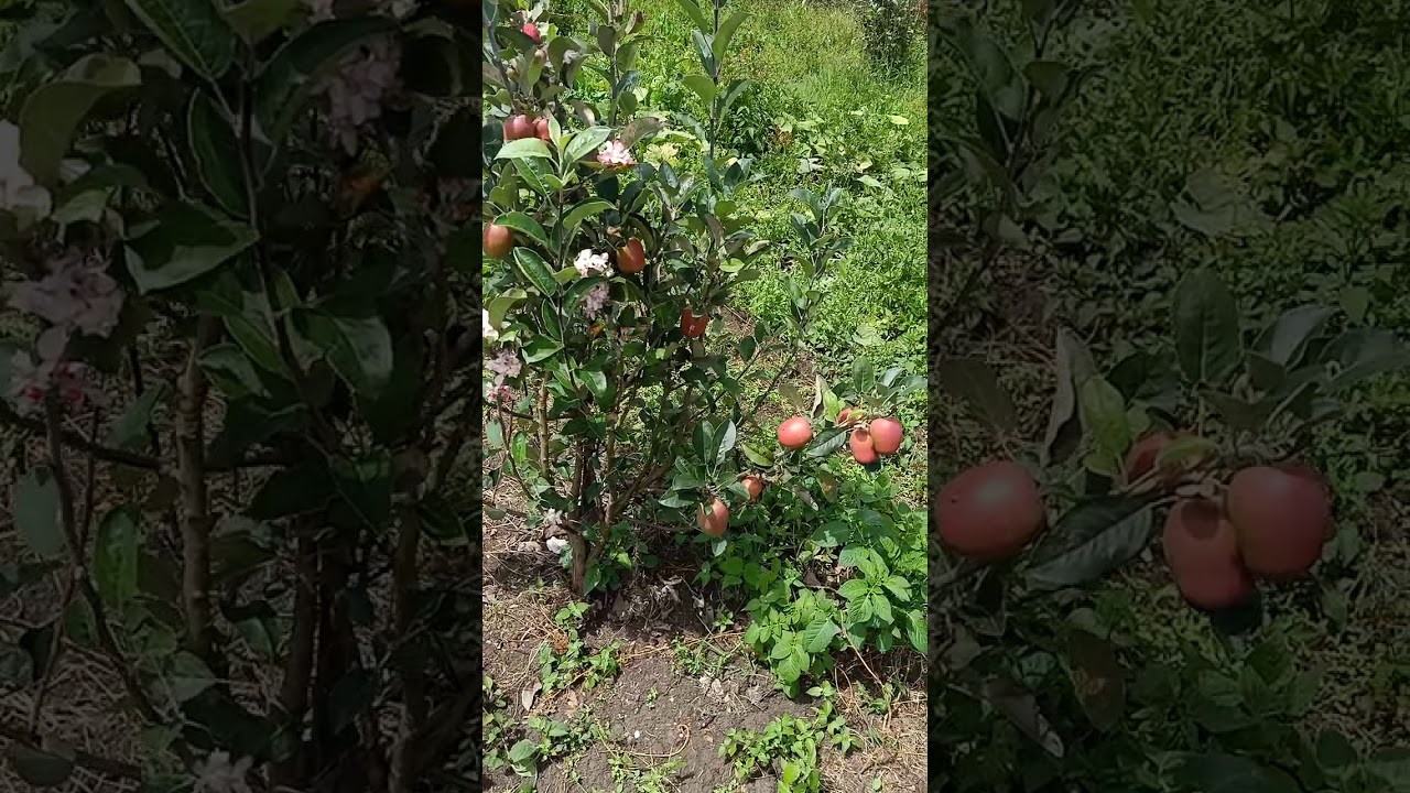 The Wambugu apples farm in Laikipia YouTube