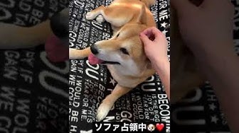 柴犬好きな人と繋がりたい Youtube